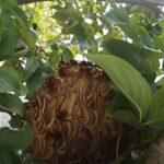 湖南市の花水木に営巣したコガタスズメバチの巣